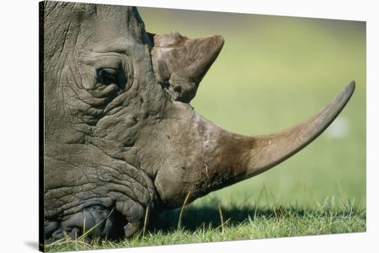 Close-Up of White Rhinoceros-Paul Souders-Stretched Canvas