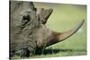 Close-Up of White Rhinoceros-Paul Souders-Stretched Canvas