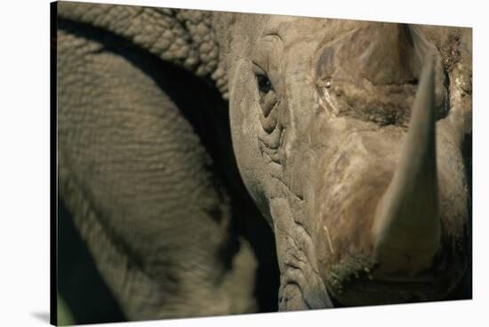 Close-Up of White Rhinoceros-null-Stretched Canvas