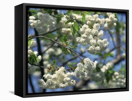 Close-Up of White Spring Blossom on a Tree in London, England, United Kingdom, Europe-Mawson Mark-Framed Stretched Canvas