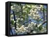 Close-Up of White Spring Blossom on a Tree in London, England, United Kingdom, Europe-Mawson Mark-Framed Stretched Canvas