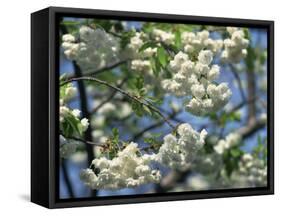 Close-Up of White Spring Blossom on a Tree in London, England, United Kingdom, Europe-Mawson Mark-Framed Stretched Canvas