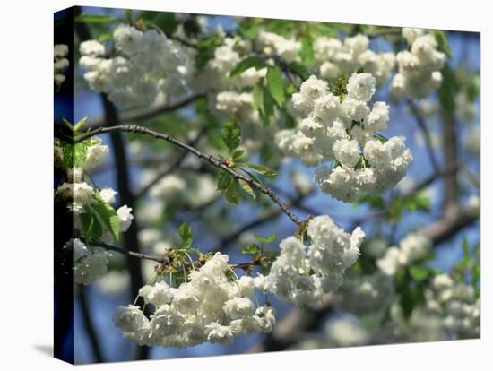 Close-Up of White Spring Blossom on a Tree in London, England, United Kingdom, Europe-Mawson Mark-Stretched Canvas