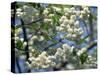 Close-Up of White Spring Blossom on a Tree in London, England, United Kingdom, Europe-Mawson Mark-Stretched Canvas