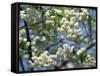 Close-Up of White Spring Blossom on a Tree in London, England, United Kingdom, Europe-Mawson Mark-Framed Stretched Canvas