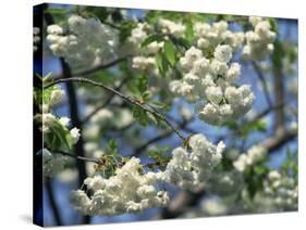 Close-Up of White Spring Blossom on a Tree in London, England, United Kingdom, Europe-Mawson Mark-Stretched Canvas