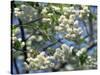 Close-Up of White Spring Blossom on a Tree in London, England, United Kingdom, Europe-Mawson Mark-Stretched Canvas