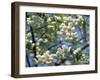 Close-Up of White Spring Blossom on a Tree in London, England, United Kingdom, Europe-Mawson Mark-Framed Photographic Print