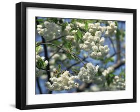 Close-Up of White Spring Blossom on a Tree in London, England, United Kingdom, Europe-Mawson Mark-Framed Photographic Print