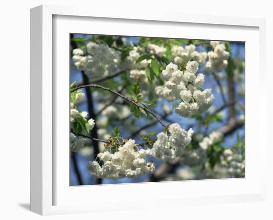 Close-Up of White Spring Blossom on a Tree in London, England, United Kingdom, Europe-Mawson Mark-Framed Photographic Print