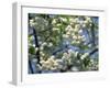 Close-Up of White Spring Blossom on a Tree in London, England, United Kingdom, Europe-Mawson Mark-Framed Photographic Print