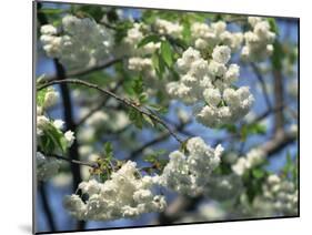 Close-Up of White Spring Blossom on a Tree in London, England, United Kingdom, Europe-Mawson Mark-Mounted Photographic Print