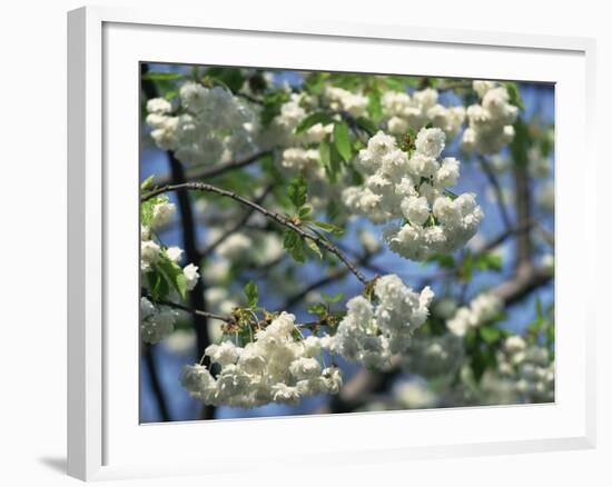 Close-Up of White Spring Blossom on a Tree in London, England, United Kingdom, Europe-Mawson Mark-Framed Photographic Print