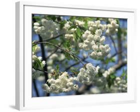 Close-Up of White Spring Blossom on a Tree in London, England, United Kingdom, Europe-Mawson Mark-Framed Photographic Print