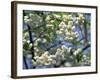 Close-Up of White Spring Blossom on a Tree in London, England, United Kingdom, Europe-Mawson Mark-Framed Photographic Print