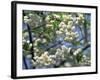 Close-Up of White Spring Blossom on a Tree in London, England, United Kingdom, Europe-Mawson Mark-Framed Photographic Print