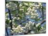 Close-Up of White Spring Blossom on a Tree in London, England, United Kingdom, Europe-Mawson Mark-Mounted Photographic Print