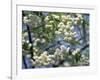 Close-Up of White Spring Blossom on a Tree in London, England, United Kingdom, Europe-Mawson Mark-Framed Photographic Print