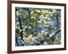 Close-Up of White Spring Blossom on a Tree in London, England, United Kingdom, Europe-Mawson Mark-Framed Photographic Print