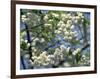 Close-Up of White Spring Blossom on a Tree in London, England, United Kingdom, Europe-Mawson Mark-Framed Photographic Print