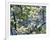 Close-Up of White Spring Blossom on a Tree in London, England, United Kingdom, Europe-Mawson Mark-Framed Photographic Print