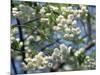 Close-Up of White Spring Blossom on a Tree in London, England, United Kingdom, Europe-Mawson Mark-Mounted Photographic Print