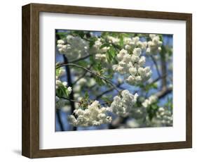 Close-Up of White Spring Blossom on a Tree in London, England, United Kingdom, Europe-Mawson Mark-Framed Photographic Print