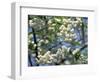 Close-Up of White Spring Blossom on a Tree in London, England, United Kingdom, Europe-Mawson Mark-Framed Photographic Print