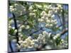 Close-Up of White Spring Blossom on a Tree in London, England, United Kingdom, Europe-Mawson Mark-Mounted Photographic Print