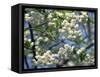 Close-Up of White Spring Blossom on a Tree in London, England, United Kingdom, Europe-Mawson Mark-Framed Stretched Canvas