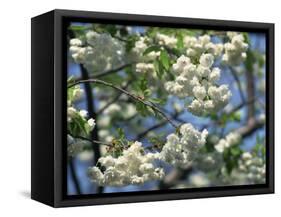 Close-Up of White Spring Blossom on a Tree in London, England, United Kingdom, Europe-Mawson Mark-Framed Stretched Canvas