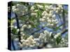 Close-Up of White Spring Blossom on a Tree in London, England, United Kingdom, Europe-Mawson Mark-Stretched Canvas