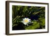 Close-up of White water lily flowers-null-Framed Photographic Print