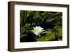 Close-up of White water lily flowers-null-Framed Photographic Print