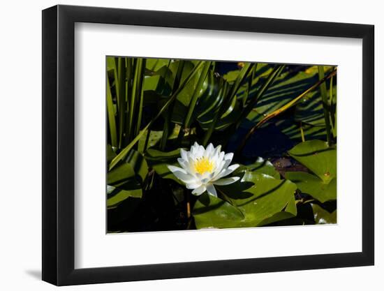 Close-up of White water lily flowers-null-Framed Photographic Print