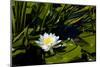 Close-up of White water lily flowers-null-Mounted Photographic Print