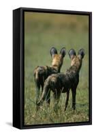 Close-Up of Wild Dogs-null-Framed Stretched Canvas