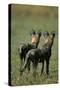 Close-Up of Wild Dogs-null-Stretched Canvas