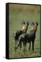 Close-Up of Wild Dogs-null-Framed Stretched Canvas