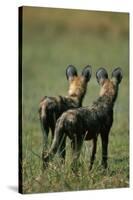 Close-Up of Wild Dogs-null-Stretched Canvas