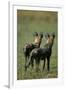 Close-Up of Wild Dogs-null-Framed Premium Photographic Print