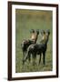 Close-Up of Wild Dogs-null-Framed Premium Photographic Print