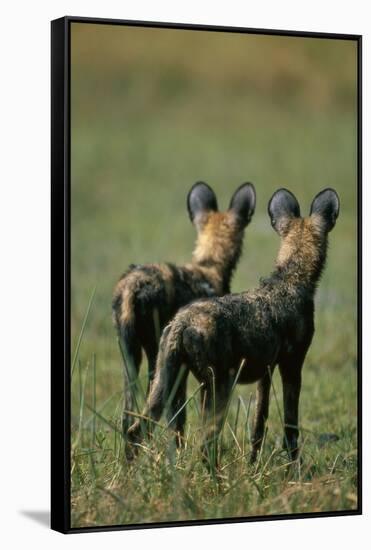Close-Up of Wild Dogs-null-Framed Stretched Canvas