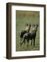 Close-Up of Wild Dogs-null-Framed Premium Photographic Print