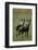 Close-Up of Wild Dogs-null-Framed Premium Photographic Print