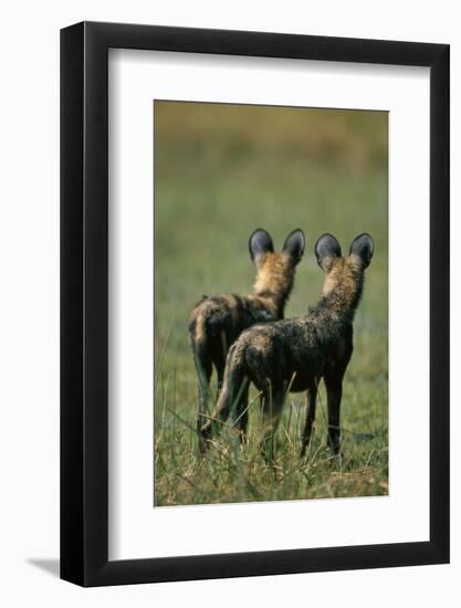 Close-Up of Wild Dogs-null-Framed Premium Photographic Print