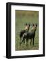 Close-Up of Wild Dogs-null-Framed Premium Photographic Print