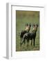 Close-Up of Wild Dogs-null-Framed Premium Photographic Print