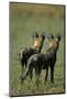 Close-Up of Wild Dogs-null-Mounted Premium Photographic Print