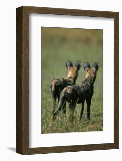 Close-Up of Wild Dogs-null-Framed Photographic Print